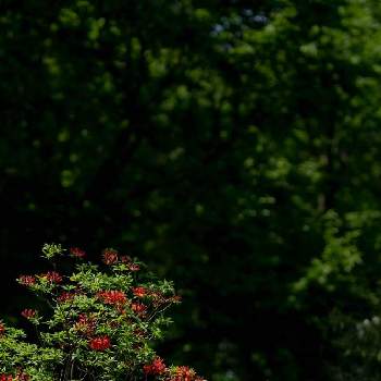  ツツジの画像 by zutchyさん | お出かけ先と赤城自然園とGreenSnapmarcheと花のある暮らしと ツツジとGREEN UP!