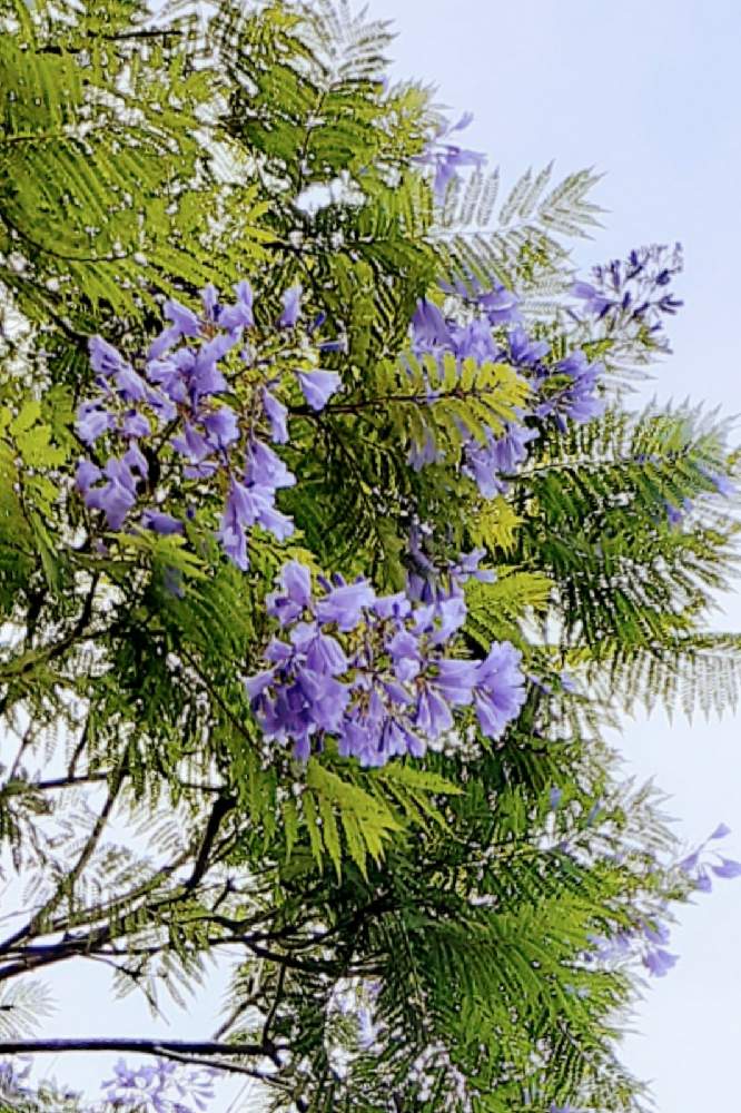 ジャカランダ満開 一心寺 茶臼山へ Greensnap グリーンスナップ