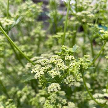 セロリの投稿画像一覧 Greensnap グリーンスナップ