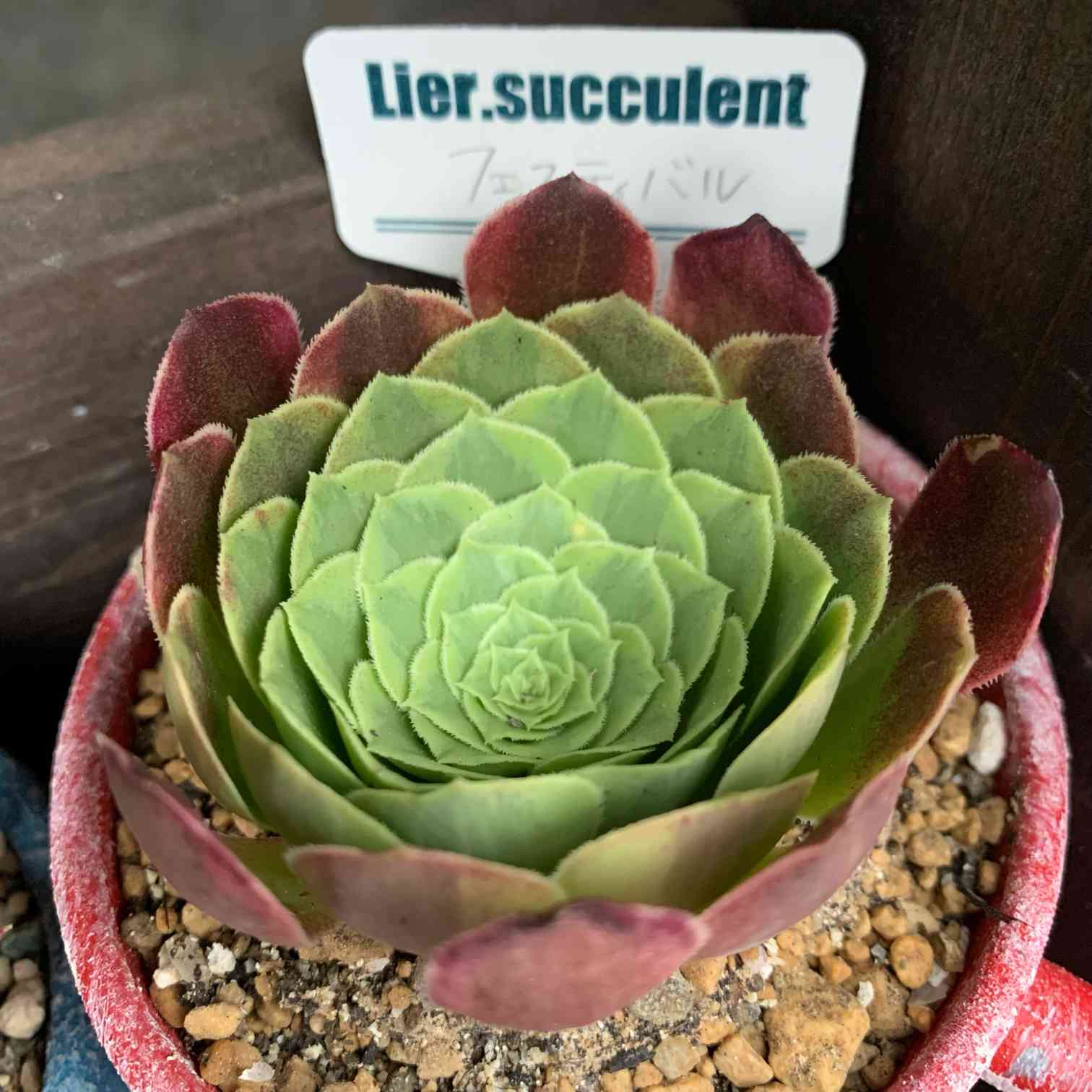 多肉植物❤️アエオニウム錦❤️火神祝融❤ 状態図 9cfd8e7c8ce79ce5dba17061e30606