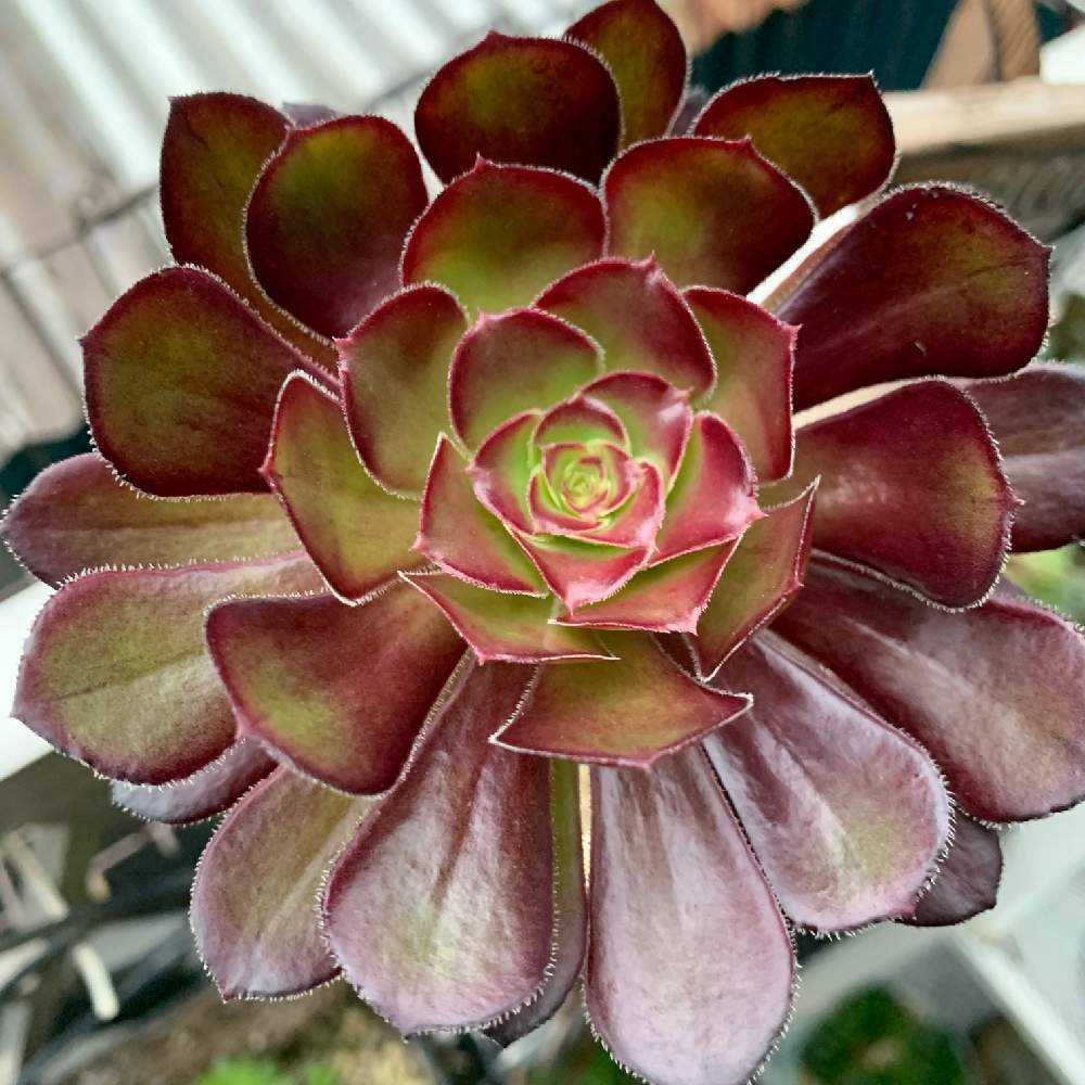 我が家のアエオニウムたち｜🍀GreenSnap（グリーンスナップ）