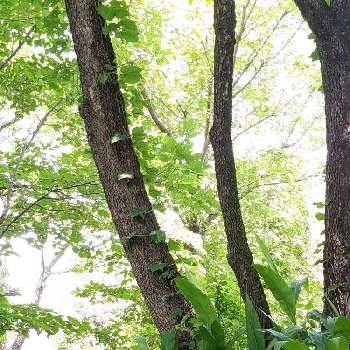 キヅタの画像 by 秋草さん | 広い庭とカキとキヅタとミョウガとヤマボウシと柿の木とカキ✽と蔦✽と木漏れ日の木曜日と小屋♡