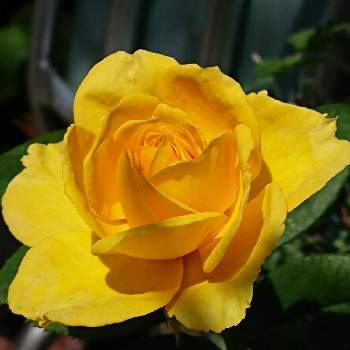 黄色いバラの画像 by ＊sunny＊さん | 小さな庭とヘンリーフォンダと癒しと大好きと植中毒とバラと夢CLUBと綺麗と꒰ღ˘◡˘ற꒱かわゅ~と花のある暮らしとバラ 四季咲きと黄色いバラとおきにいり～✴