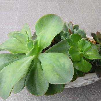 花筏の投稿画像一覧 Greensnap グリーンスナップ