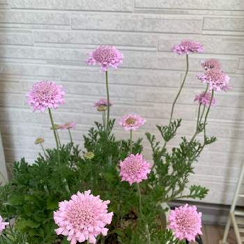 スカビオサ ピンクレースの投稿画像一覧 Greensnap グリーンスナップ