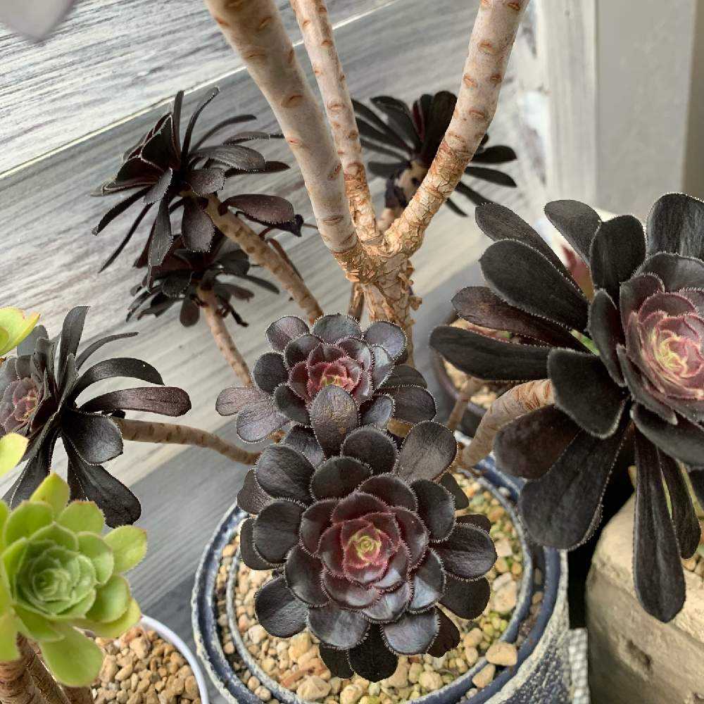 我が家のアエオニウムたち｜🍀GreenSnap（グリーンスナップ）