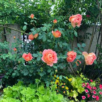レディオブシャーロットの画像 by サニーさん | 小さな庭とバラ レディオブシャーロットとヒューケラとレディオブシャーロットとスーパーアリッサム・フロスティナイトとキュンキュン乙女倶楽部とばら バラ 薔薇とpwの花とお花大好き♡と#pw 育てたとデビットオースチンとPWと花壇と私の推しのpwとお花のある暮らしとイングリッシュガーデンと黄色の花とガーデニングとお花と白い花とPWプルーブンウィナーズとキュンキュン乙女倶楽部No.305とPW育てた