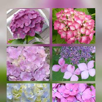 ピンクの花が好きの画像 by hiroさん | ウクライナに平和をとピンクの花が好きと医療関係者に感謝と紫陽花♡とJuneの会とコロナに負けるな‼️と2020年6月同期NO,004
