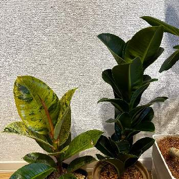 アポロゴムの画像 by KOYA@フィカス専さん | 部屋とフィカス・エラスティカ 'ジン'とフィカス・エラスティカ 'アポロ'とアポロゴムと観葉植物を楽しむとレア植物と枝変わりと観葉植物男子とわが家の観葉植物❢とフィカス愛好会とフィカス系と観葉植物好きと植中毒とフィカス　エラスティカ　ジンとフィカス属と観葉植物のある暮らしとアポロゴムの木とフィカス大好き