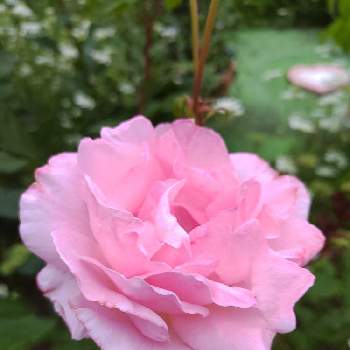 薔薇クイーンエリザベスの画像 by テカひめさん | 小さな庭と薔薇クイーンエリザベス