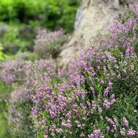 カルーナの育て方 植え替え時期は 剪定や切り戻しの方法は Greensnap グリーンスナップ