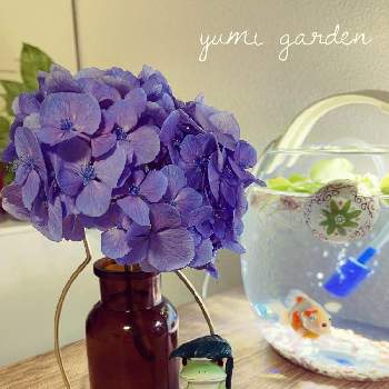 金魚の画像 by Yumiさん | インテリアとピンポンパール　金魚と紫陽花と金魚と花瓶と青色とピンポンパール