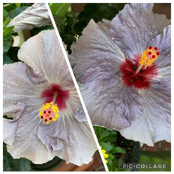 大きな花の画像 by 輪羽（りんは）さん | ハイビスカス  デニムブルーとハイビスカス　ケイトと癒される♡と可憐な花と大きな花と豪華と個性的とチーム・ブルー
