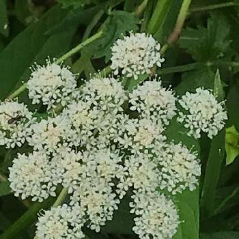 ノラニンジンの白い花の投稿画像一覧 Greensnap グリーンスナップ ノラニンジンの白い花の投稿画像一覧 Greensnap グリーンスナップ