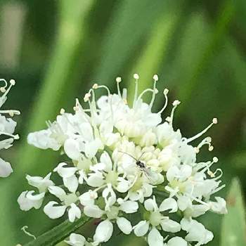 ノラニンジンの白い花の投稿画像一覧 Greensnap グリーンスナップ ノラニンジンの白い花の投稿画像一覧 Greensnap グリーンスナップ