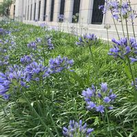 アガパンサス,南アフリカ原産,レトロな建物,本町界隈の画像