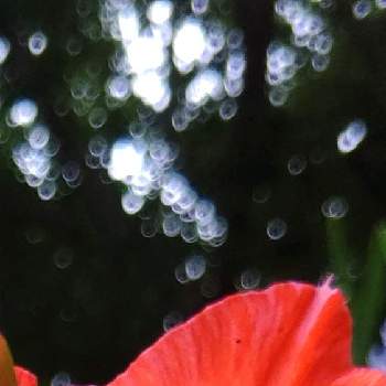 光珠の画像 by ❦THE HERMIT❦さん | お出かけ先とグラジオラスと光輝く花と赤朱紅と蕊蕊蕊と刹那さと癒されとマクロ撮りと元気❗❗と本来の色と秘密のpicと大好きな花とシルエット❤︎とヒカリと風の中と光珠