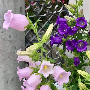 いいねをありがとうの画像 by Green.Bagさん | 花がある暮らしと花壇へGO！とビタミン F !と花のチカラといい日！とかわいいといいねをありがとうと楽しい！と素敵