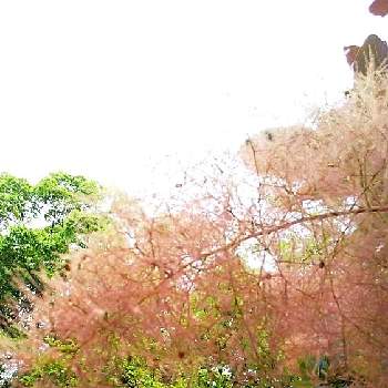 久留米 石橋文化センターの画像 by hanahamaさん | スモークツリーとハグマノキと樹木(花生活❀h)とウクライナに平和をと木曜モフモフと花のある生活と感謝と祈りと久留米 石橋文化センター