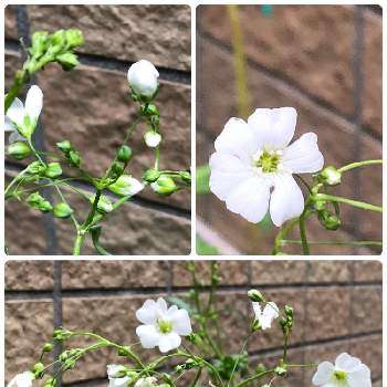 やっぱり白花の画像 by sachikoさん | 小さな庭とかすみ草・エレガンスと梅雨空と穏やかな一日に…＊と頑張れ♡みんなと暑い日には・・・と時差通勤とやっぱり白花とやっぱり白花