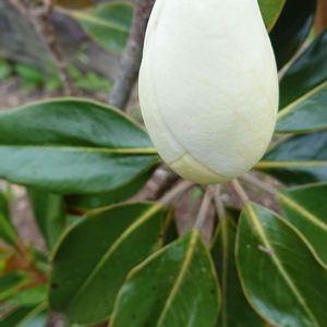 タイサンボク,金曜日の蕾たち,東北人花の会,チーム魔女っ子,yu ＆ゆうクラブの画像