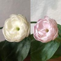 ジャスミン グレイスフルレディ・ジェイド,茉莉花,観葉植物,咲いてくれてありがとう❤,お花のある暮らしの画像