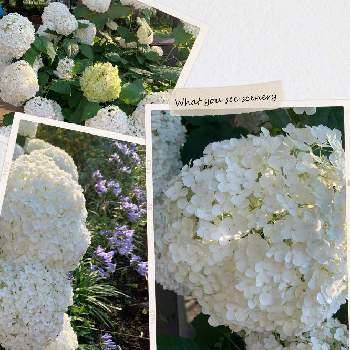 やっぱり白花の画像 by momoさん | 癒やしと紫陽花 アジサイ あじさいと綺麗と花のある暮らしと白い花とお花は癒しとかわいいな♡とやっぱり花が好き♡とやっぱり白花