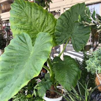 お花屋柊 大美野店のアルバム Greensnap グリーンスナップ