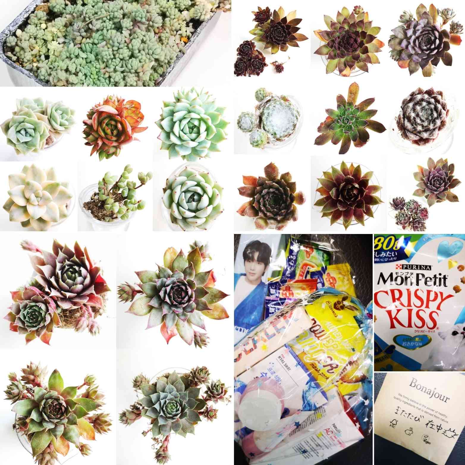 ヤンジン♡の一覧｜🍀GreenSnap（グリーンスナップ）