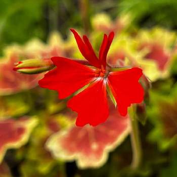 モミジバゼラニウムの画像 by shizukuさん | モミジバゼラニウムと赤い花と綺麗な葉っぱ