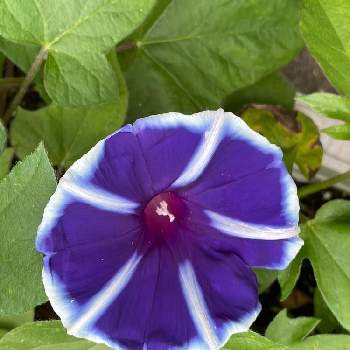 うちの庭からの画像 by グロリオサさん | バルコニー/ベランダと朝顔とこぼれ種から〜♪と青い花大好きとうちの庭から