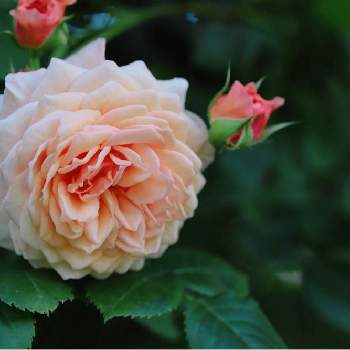 バラ ウィリアムモーリスの画像 by tokitokiさん | 小さな庭とバラ ウィリアムモーリスとばら バラ 薔薇