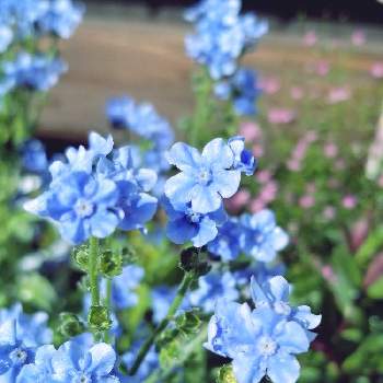 アンチューサの画像 by tommyさん | 小さな庭とアンチューサと狭い庭と青い花とおうち園芸と宿根草♪と小花と小庭