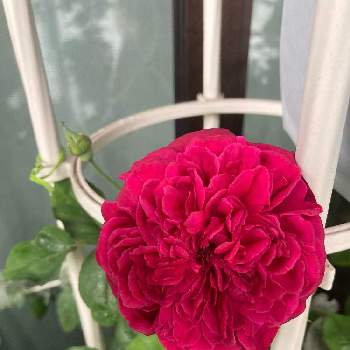 ばらに魅せられての画像 by みるく❤️さん | バルコニー/ベランダと薔薇愛同盟とウィリアム・シェイクスピア2000とバラ大好きとバルコニスト初心者と鉢植えとお花で癒されよう❤️とベランダでバラを♬とERとバラと暮らす幸せとばらに魅せられて