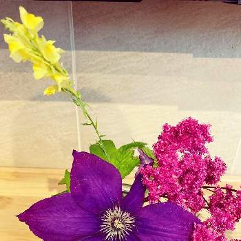 紫色の画像 by kitanochiさん | 部屋と紫色と切花とピンク❤︎ピンクとクレマチス♬と黄色