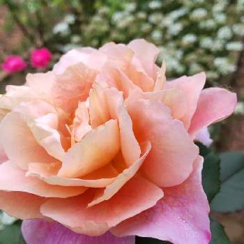 ディスタントドラムスの画像 by ゆったりゆっこさん | 広い庭と薔薇とディスタントドラムスと今朝のお庭