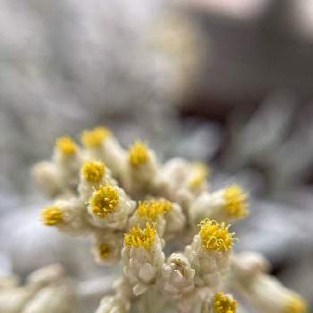 ヘリクリサム ペティオラレの投稿画像一覧 Greensnap グリーンスナップ