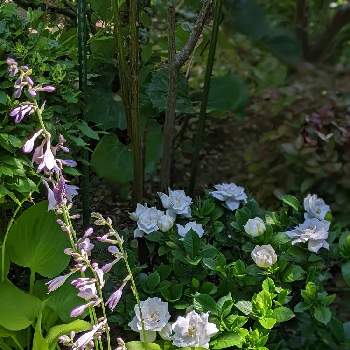 同じ場所の画像 by ベルちゃんローズさん | 広い庭と嬉しいな♡と癒やしと満開と医療関係者に感謝と長寿ですと大好きと元気❗❗とがんばる♡と同じ場所とくちなしの花。