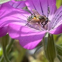 アシブトハナアブ,ムギセンノウ,花壇,ガーデニング,山野草の画像