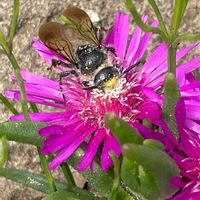 マツバギク,花壇,ガーデニング,山野草,昆虫シリーズの画像