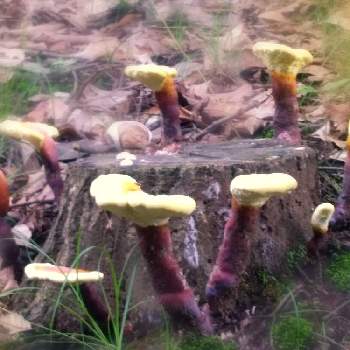 菌糸類の投稿画像一覧 Greensnap グリーンスナップ