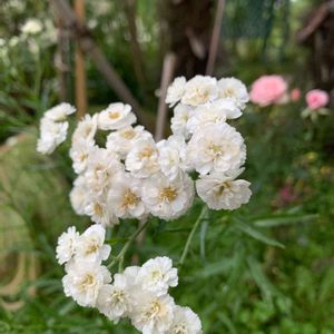 花壇,庭の花,庭の宿根草,植中毒,植栽の画像