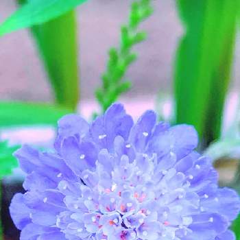 花のある暮らし,青いお花,おうち園芸,スカビオサ♡,バルコニー/ベランダの画像