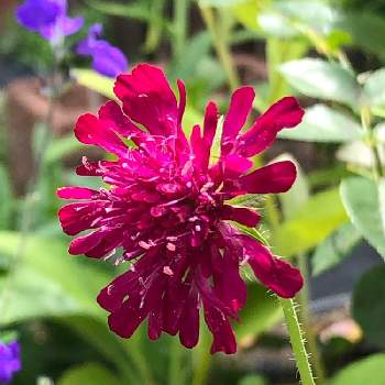 ワインレッドの花の投稿画像一覧 Greensnap グリーンスナップ ワインレッドの花の投稿画像一覧 Greensnap グリーンスナップ