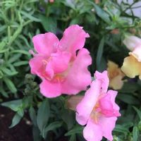金魚草,プランター,ピンク,小さな庭の画像