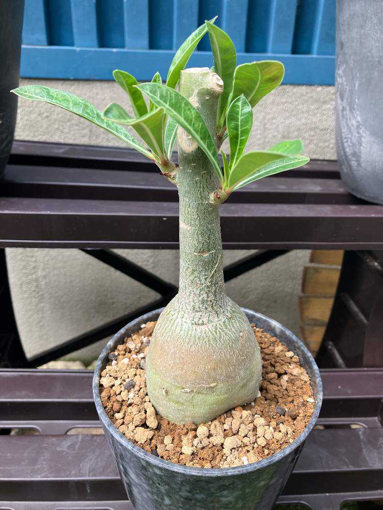 アデニウムペチュエリー　現地球 アデニウムペチュエリー 現地球 250706 塊根植物 アデニウム