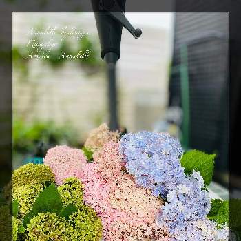 ピンクアナベル♪の画像 by ミーシャさん | 小さな庭とアナベル  紫陽花と紫陽花万華鏡とピンクアナベル♪とあじさいフォトコンテスト2022