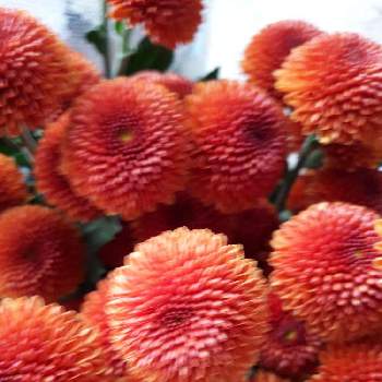 花市場の画像 by すいかさん | スプレー菊と花市場とオレンジ色の花と仕事先とはなのある暮らし