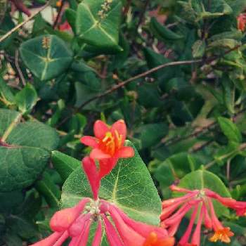 スイカズラ科の画像 by フラワーポットさん | お出かけ先と季節の花とスイカズラ科