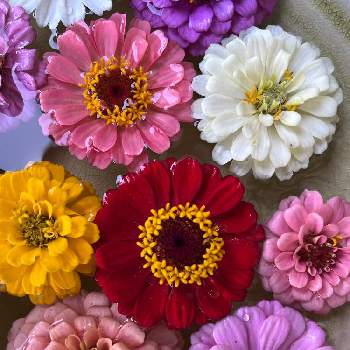 カラフルな花の投稿画像一覧 Greensnap グリーンスナップ